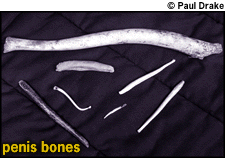 Penis Bones